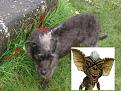 Gremlin Dog